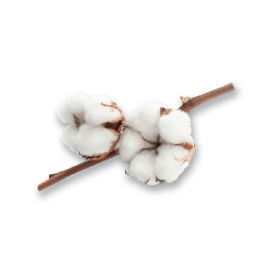 cotton-plant-300-2